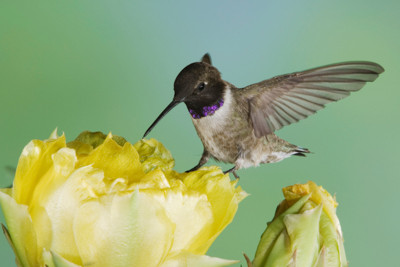 Hummingbird, Black-chinned Hummingbird, Archilochus alexandri